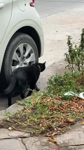 The video shows a black cat moving near the rear wheel of a parked, white car. The cat walks from behind the car's tire into the undercarriage and out of sight. The car is parked on a concrete surface near a small patch of grass and foliage.