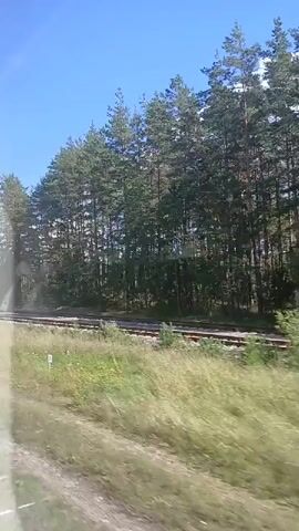 The video shows a view from a moving vehicle, likely a train, looking out a window. On the left side of the frame, a blurry foreground suggests the window or interior of the vehicle. The middle ground features a railroad track running horizontally across the scene, bordered by dry, tall grass. Beyond the tracks, a dense forest of tall, green pine trees stretches across the background. The sky above is a clear, bright blue. The overall scene depicts a rural landscape with a railway line passing through a forest on a sunny day.