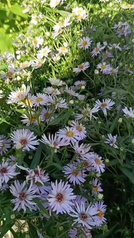The video displays a close-up view of a garden filled with various flowers. The first shot shows a dense cluster of light purple asters with yellow centers, interspersed with some white flowers in the background. The camera then pans to a patch of vibrant pink phlox flowers, which are in full bloom and fill the frame. The surrounding greenery is lush and appears to be in good health, suggesting a thriving garden environment. The lighting indicates it is daytime, with sunlight illuminating the flowers and creating subtle shadows. No people or animals are visible in the video.