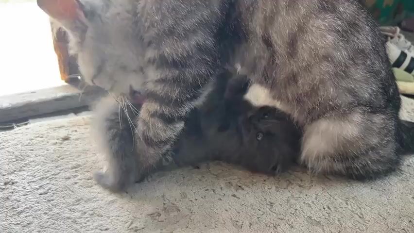 Two gray kittens are playing under a larger gray tabby cat. One kitten is on its back and appears to be being nuzzled by the tabby cat's face. The other kitten is visible to the left, also appearing to be under the tabby cat. The cats are on a textured, light-colored surface, possibly a rug or carpet. A wooden object is visible in the background on the left, and a blurry object with stripes is visible on the right. The scene appears to be indoors or in a sheltered outdoor area.