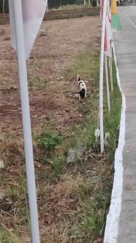 A black and white dog is seen digging in the dirt by the side of a paved road. Several white poles with red and white flags attached are lined up along the edge of the road. The ground is covered in dry grass and dirt. The sky is overcast.