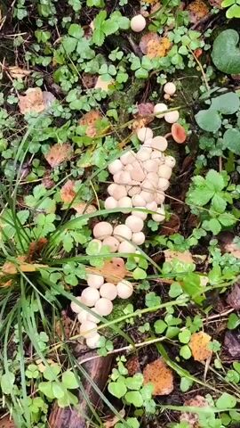 The video shows a close-up view of a forest floor with numerous small, white, bulbous mushrooms clustered together amongst green clover-like plants and fallen leaves. There are also a few larger, brown-capped mushrooms visible, as well as moss-covered branches and tree trunks. The camera pans slowly across the scene, highlighting the density and variety of the fungi.