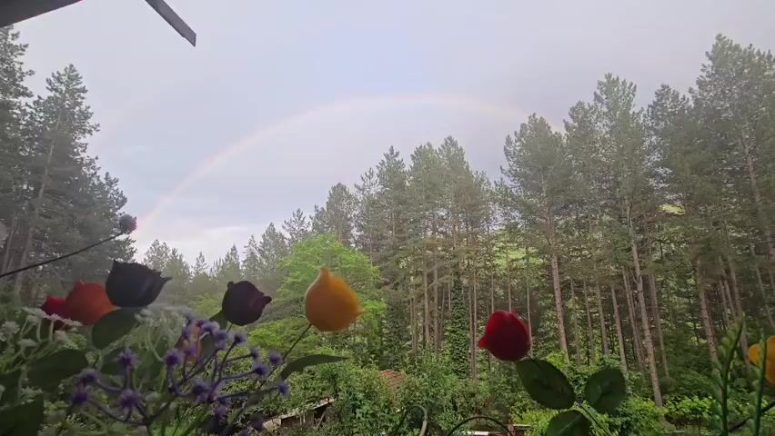 A stable, eye-level, medium shot shows a rainbow appearing in the sky between tall green pine trees in a mountainous forest during the day. The camera is positioned behind a railing, with purple and red flowers and red, yellow, and black fabric flowers visible in the foreground. The sky is cloudy and grey. The rainbow is faint but visible.