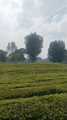 Morning visit to Parongpong's tea plantation, inside and out