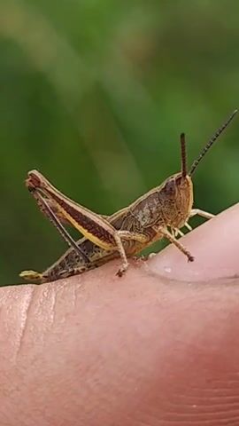 A macro shot of a grasshopper on a person's finger, the grasshopper faces the camera with its antennae held upright. The background is a blur of green foliage, suggesting an outdoor environment. The video shows the grasshopper moving slightly on the finger, its legs visible.