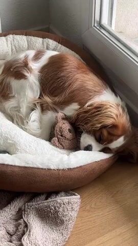 A Cavalier King Charles Spaniel dog is sleeping in a dog bed. The dog is curled up with its head resting on a small brown teddy bear. The dog bed is round with a brown exterior and a white, fluffy interior. A fuzzy grey blanket is partially visible in the foreground. The scene appears to be indoors, with wooden flooring and a window or door with a light-colored frame visible in the background. The lighting suggests it is daytime.