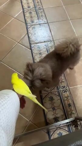The video shows a person's hand holding a yellow budgie. A small brown dog is interacting with the budgie, sniffing its tail. The dog then nudges the budgie, causing it to fly away. The person then pets the dog. The scene appears to be indoors, with tiled flooring.