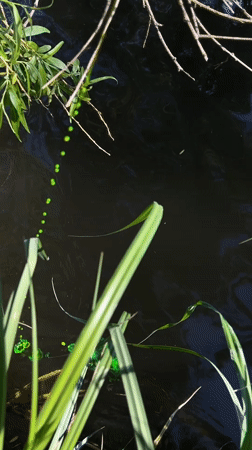 Morning fishing session recorded at algae-covered pond in Ukraine