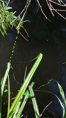 The video shows a dark body of water, possibly a pond or a slow-moving stream, with patches of bright green algae or dye spreading across the surface. Above the water are branches with green leaves, and in the foreground are blades of tall green grass. The lighting suggests it is daytime. There is no indication of people or animals in the frame. The camera is stationary, focused on the water and surrounding vegetation. There is a visual anomaly where small green dots momentarily appear and disappear in the air just above the water's surface.
