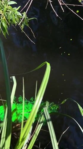 Morning fishing session recorded at algae-covered pond in Ukraine