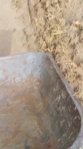 The video begins with a close-up of a rusty metal wheelbarrow. The camera then pans to reveal a muddy field with small green sprouts of rice plants. In the background, there are palm trees and a partially flooded area. The camera continues to move, showing more of the muddy field and the wheelbarrow. The video ends with a close-up of the wheelbarrow again.