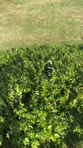 Here is a detailed description of the video:

The video shows a black and white cat in a dense green bush with small purple flowers interspersed among the leaves. The cat is moving around within the bush, partially hidden by the foliage, occasionally revealing parts of its body as it moves. The bush is situated next to a grassy lawn in the background, which appears well-maintained. The scene is well-lit, indicating it is likely daytime.