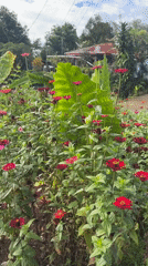 Garden life documented in Davao City residential area