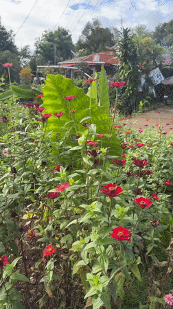 Garden life documented in Davao City residential area