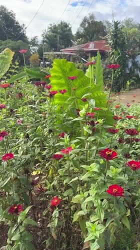 Garden life documented in Davao City residential area