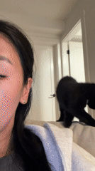 Domestic cat scenes captured across New Westminster residential area