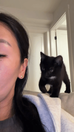 Domestic cat scenes captured across New Westminster residential area