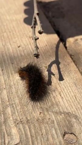 A fuzzy caterpillar crawls across a wooden surface. The caterpillar is black with reddish-brown bands. A bare branch casts a shadow on the wood.