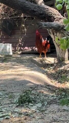 A rooster stands on a dirt path in front of a wooden structure. The rooster is reddish-brown with black tail feathers and a red comb and wattle. It is partially shaded by a large tree with a thick trunk and branches. There is some debris on the ground, including leaves and twigs. A white bucket is visible behind the rooster. The lighting suggests it is daytime.