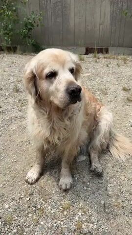 A golden retriever dog is sitting on gravel in front of a concrete wall. There is a plant on the left side of the frame. The dog is looking to the right and panting.