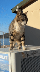 Cats spotted lounging on beach mats, walking urban paths