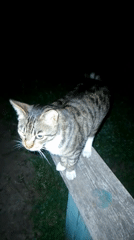 Nighttime wildlife and garden scenes documented in Ustyvytsia, Ukraine