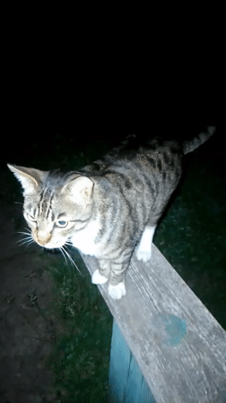 Nighttime wildlife and garden scenes documented in Ustyvytsia, Ukraine