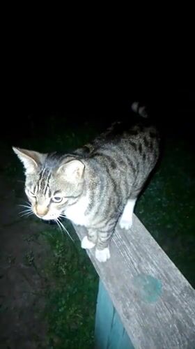 Nighttime wildlife and garden scenes documented in Ustyvytsia, Ukraine