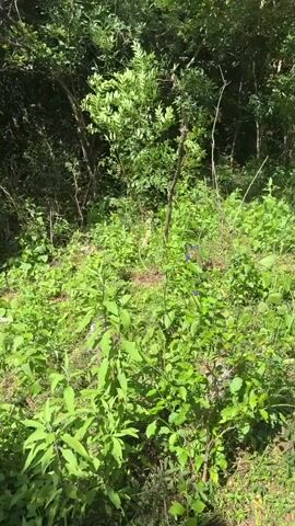 The video shows a dense patch of low-lying vegetation, mostly green, with some small purple flowers interspersed. Taller trees form a shadowy background. Sunlight filters through the canopy, creating dappled light on the ground. The camera remains stationary throughout the video.