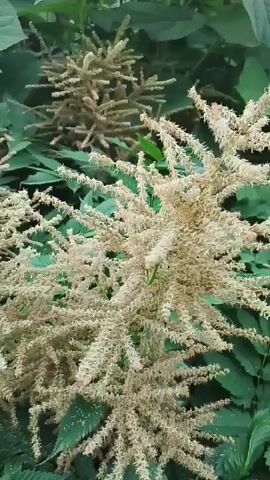 This video showcases a close-up view of flowering plants with feathery, cream-colored plumes against a backdrop of lush green leaves. The camera slowly pans across the foliage, highlighting the delicate textures of the blooms. The scene appears to be outdoors, likely in a natural setting given the abundant greenery. No people are visible, and the focus is solely on the plant life. The lighting suggests it could be daytime, but the weather conditions are not discernible. The location context provided is Snopok Novyi, Russia, which situates the flora within a specific geographical area. There are no discernible emotions conveyed, as the video is purely observational. No text is present in the media file.