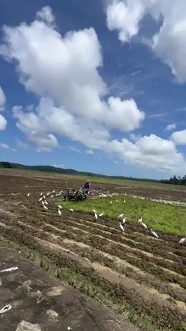 A farmer is driving a small tiller through a muddy field, surrounded by numerous white birds. The sky above is bright blue with scattered white clouds. The field is divided into rows of dark soil and patches of green grass. In the distance, a line of trees and a clear horizon can be seen. The camera remains static throughout the scene.