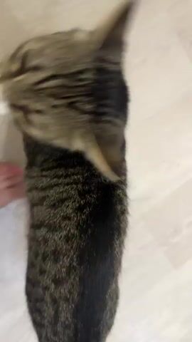 The video shows a close-up, shaky view of a tabby cat standing on a light-colored floor. The cat's head is tilted and it appears to be looking up, with its mouth slightly open. In the lower left corner of the frame, a person's foot with bright pink toenail polish is visible. The cat's fur is striped with dark brown and black on a lighter brown background. The lighting suggests an indoor environment, possibly a home.