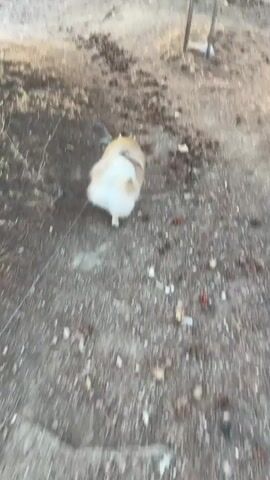 A fluffy, tan and white dog walks away from the camera on a dirt path. The path is lined with dry grass and small rocks. There are some brown, pellet-like droppings on the path in front of the dog. In the background, there is a wooden post and more dry grass.