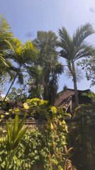 Vine-covered stone wall and palms in tropical Denpasar