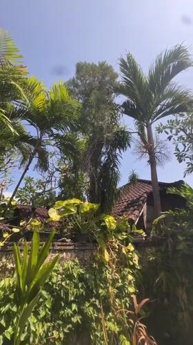 Vine-covered stone wall and palms in tropical Denpasar