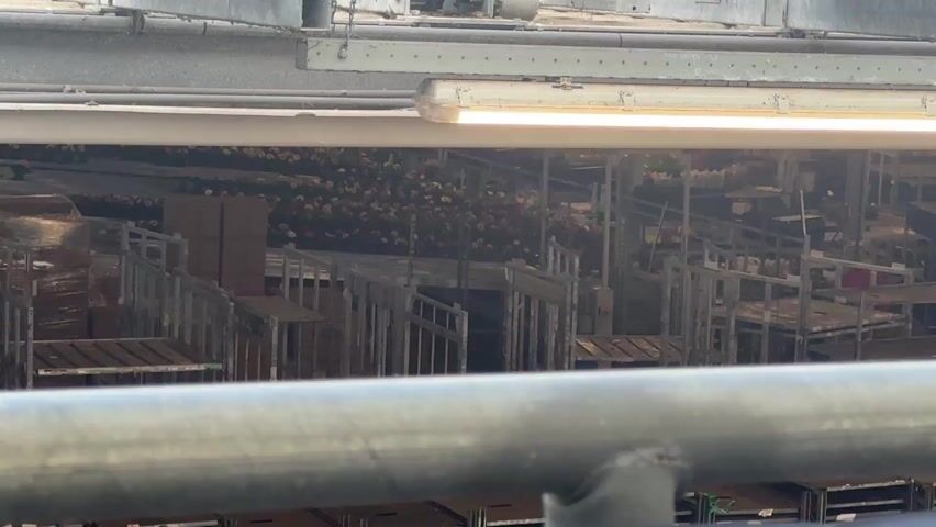 The video displays an indoor scene, viewed from a slightly elevated perspective, looking down into a large industrial or commercial space.

In the immediate foreground, a blurred metallic horizontal bar or railing spans across the lower part of the frame. Above this railing, a long, white fluorescent light fixture is visible, illuminated, casting light into the area below.

The main focus of the background is a vast arrangement of what appear to be potted plants or flowers, densely packed in long, parallel rows. The plants are predominantly dark green or brown, but numerous small, lighter-colored blooms, possibly yellow or pink, can be seen interspersed throughout the dark foliage. These rows extend deep into the background, suggesting a large-scale operation like a commercial greenhouse or a flower storage facility.

Scattered throughout this plant-filled area are several multi-tiered trolleys or carts, constructed from either wood or metal. Some of these carts appear to be empty, while others hold boxes or other items, indicating a system for moving or organizing goods. One larger, rectangular, reddish-brown object, possibly a wooden crate or a piece of machinery, is also visible on the left side of the frame, near some wrapped pallets.

The overall lighting in the main area seems somewhat subdued, relying on the artificial illumination from the fluorescent fixtures, creating a functional, working environment rather than a bright, natural setting.

A female voice is heard speaking in Bulgarian, saying "Аз не обичам да ме снимат," which translates to "I don't like being filmed." This audio suggests the presence of at least one person near the camera, even though no individuals are visible in the frame.
