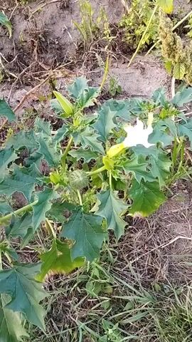 A close-up video shows a green plant with large, lobed leaves and a single white trumpet-shaped flower. The plant has several spiky green seed pods and appears to be growing in an outdoor environment with dry grass and soil visible. The camera pans slightly, capturing the details of the plant and its surroundings.