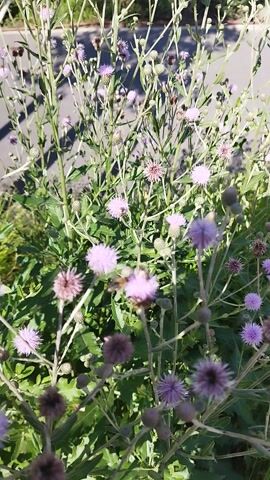 This is a close-up video of a patch of prickly purple thistles with green foliage, likely growing along the side of a road. The video is shot in daylight, likely on a sunny day given the strong shadows cast by the plants on the asphalt. A pale yellow butterfly is visible perched on one of the thistle flowers in the center of the frame. The background shows a gray asphalt road and some green vegetation. The overall mood is tranquil and natural, highlighting the beauty of wildflowers in an urban-adjacent setting. No text is visible in the video.