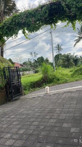 A man walks a small white dog on a leash. The man wears a dark blue long-sleeved shirt, black shorts, and a light-colored baseball cap. He walks barefoot on a paved brick walkway that is mostly gray. The dog is small and fluffy. To the left is a black metal gate with a brick pillar. Above the gate is a sprawling vine. In the background is a green grassy field with lush vegetation, including palm trees. In the distance, there is a building with a red roof. Overhangin the entire scene are power lines, and overhead the sky is cloudy.