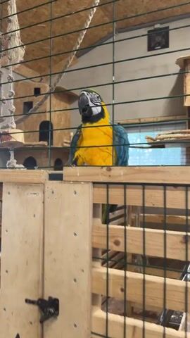 The video shows a blue and yellow macaw in a cage. The parrot is perched on a wooden platform and appears to be looking at the camera. The cage is made of metal bars and is situated in what looks like an aviary or a large enclosure. The background is blurred, but it seems to show wooden structures and possibly other birds. The lighting is bright, suggesting it is daytime. The parrot occasionally moves its head and fluffs its feathers.
