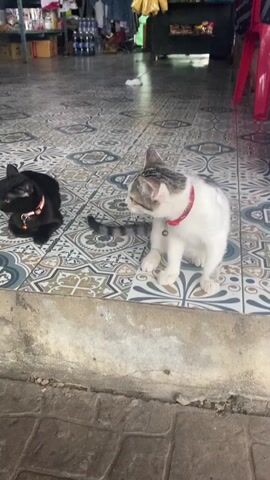 The scene takes place indoors with a tiled floor. Two cats, one black and one white with grey markings, are the primary subjects. The black cat is lying down, while the white cat sits upright, both wearing collars with attached bells. An orange cat appears partially on the left side of the frame, with only its tail visible as it walks towards the back. The background consists of shelves stocked with various items including clothing, bottled drinks, and packaged goods, suggesting a shop or storage area. A red plastic chair is present on the right. The light is subdued and natural, casting soft shadows in the room.