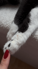 Quiet afternoon with tuxedo cat in Kyiv creative workspace