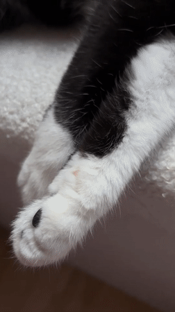 Quiet afternoon with tuxedo cat in Kyiv creative workspace