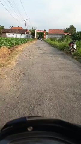 A dirt road runs alongside a field of green plants, possibly tobacco. In the distance, a white building with a red-tiled roof is visible. Overhead, power lines stretch across the frame. The camera appears to be moving, possibly from a vehicle, as the scenery shifts and blurs. The ground is rough and uneven, with patches of dry grass and debris. The sky is overcast with a pale, diffused light.