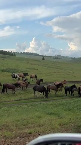 A herd of horses is grazing in a grassy field. The horses are of various colors, including brown, black, and tan. They are spread out across the field, some eating grass and others standing around. In the background, there are rolling hills covered in green grass. The sky is partly cloudy, with some fluffy white clouds against a blue background. The image is taken from a low angle, possibly from inside a vehicle, as a portion of a white car is visible in the foreground. The overall scene is peaceful and pastoral.