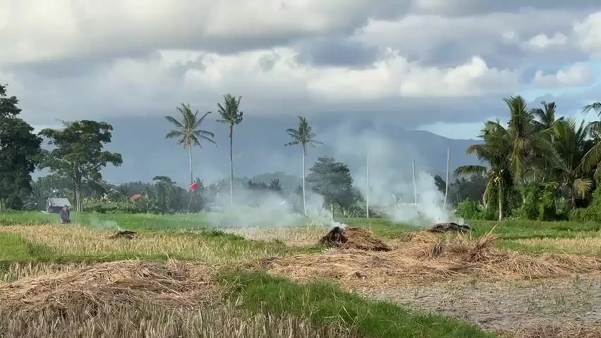 The video shows a rural landscape with a field of harvested rice stalks. Smoke is rising from several piles of straw in the field, indicating that they are burning. In the background, there are palm trees and a mountain range under a cloudy sky. A person is visible in the left side of the frame, standing in the field near a small structure. The scene suggests agricultural activity, possibly clearing the field for the next planting season.