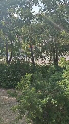 The video shows a sun-dappled outdoor scene with trees and bushes. The camera is looking down from an elevated position. In the background, there appears to be a road with some vehicles and buildings visible through the foliage. The lighting suggests it is daytime, possibly morning or afternoon.