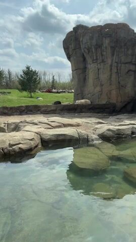 A video shows a polar bear and a grizzly bear lying on the ground in an outdoor enclosure. In the foreground is a small pool of clear water with rocks. In the background is a grassy area with a few trees. The polar bear is white and lying on the grass, while the grizzly bear is dark brown and lying on the rocks.  A large rock formation is visible behind the sleeping polar bear.