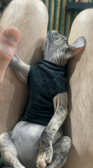 Sphynx cat in knit hat photographed resting in Kazan