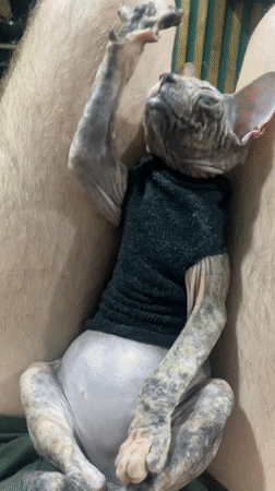Sphynx cat in knit hat photographed resting in Kazan